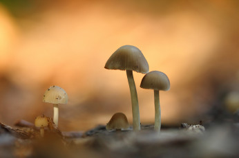 Картинка природа грибы поганки сырость утро макро