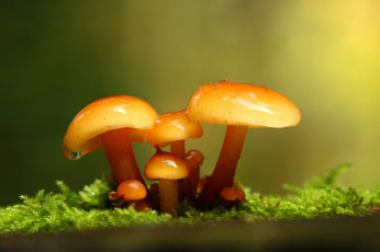 Картинка природа грибы зимний роса сырость утро