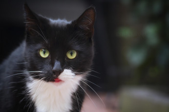 Картинка животные коты киса кошка кот коте взгляд усы ушки жёлтые глаза