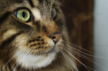 Картинка животные коты киса коте взгляд усы ушки портрет