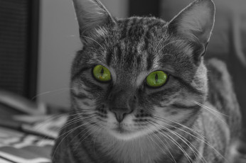 Картинка животные коты котяра кошак кот морда усы полосатый взгляд