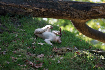 Картинка животные обезьяны палка ствол листья трава обезьяна отдых бревно дерево