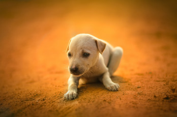 Картинка животные собаки собака щенок фон белый