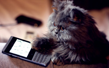 Картинка животные коты киса телефон