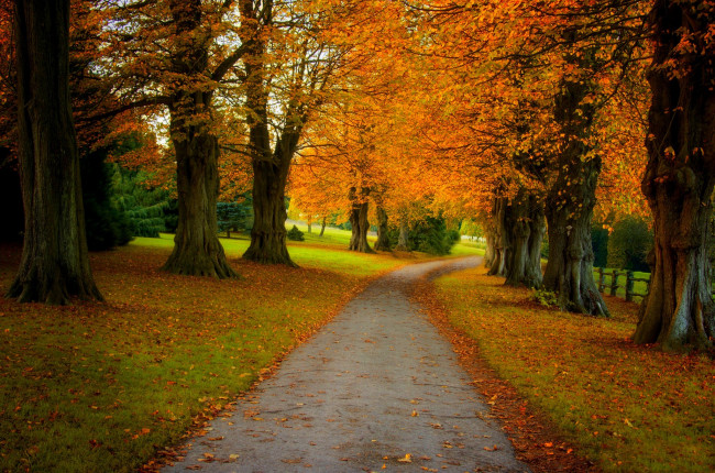 Обои картинки фото природа, дороги, forest, nature, осень, листья, walk, парк, лес, дорога, деревья, colors, fall, autumn, path, road, colorful, leaves, trees, park