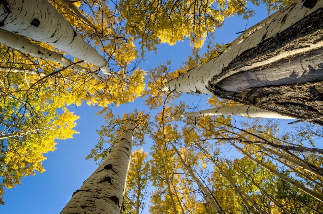 Обои картинки фото природа, лес, берёзы, небо, деревья, осень, стволы
