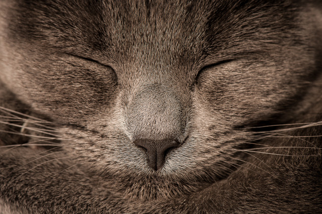Обои картинки фото животные, коты, пепельный, нос, шерсть, мордочка, спит, коте, кот