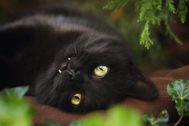 Обои картинки фото животные, коты, кот, чёрный, подушка, растения, взгляд, мордочка