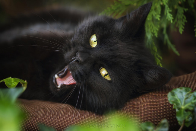 Обои картинки фото животные, коты, кот, чёрный, подушка, растения, зевок, взгляд, мордочка
