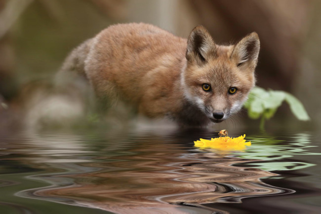 Обои картинки фото животные, лисы, лиса, цветок, вода, природа, лисёнок