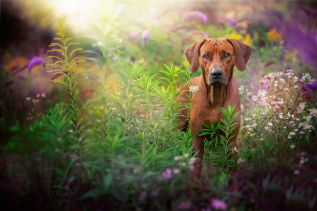 Обои картинки фото животные, собаки, рыжий, трава, взгляд, пёс