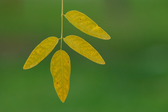 Картинка природа листья фон