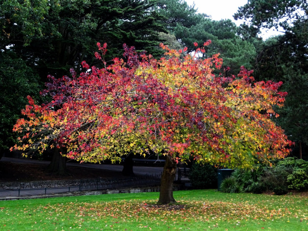 Обои картинки фото природа, деревья, дерево, осень, парк