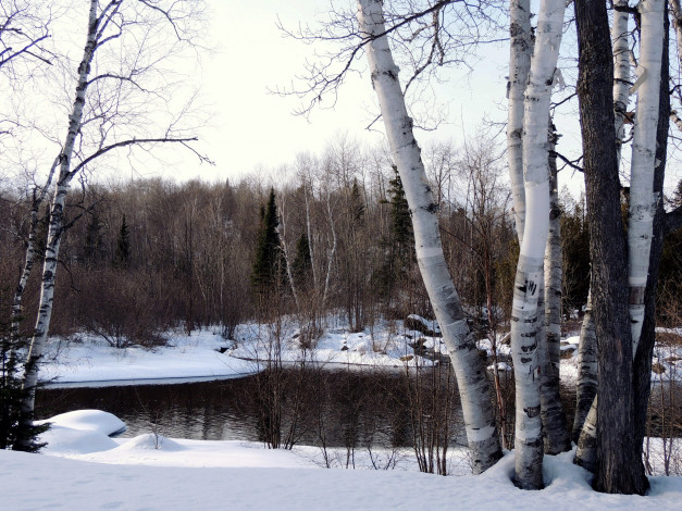 Обои картинки фото природа, зима, березы, снег, река