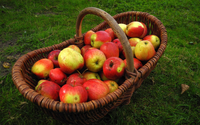 Обои картинки фото еда, Яблоки, урожай, осень, корзина, яблоки