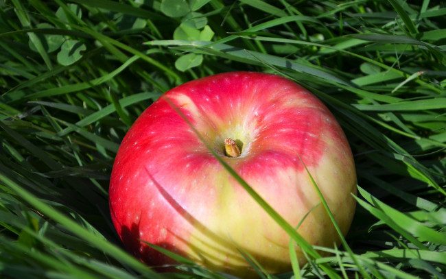 Обои картинки фото еда, Яблоки, яблоко, трава, спелое