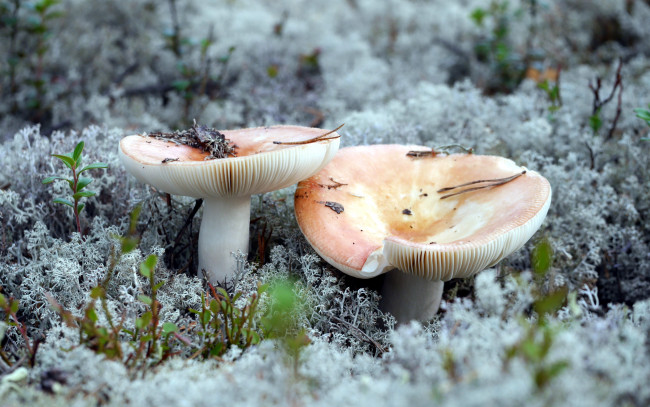 Обои картинки фото природа, грибы, сыроежки