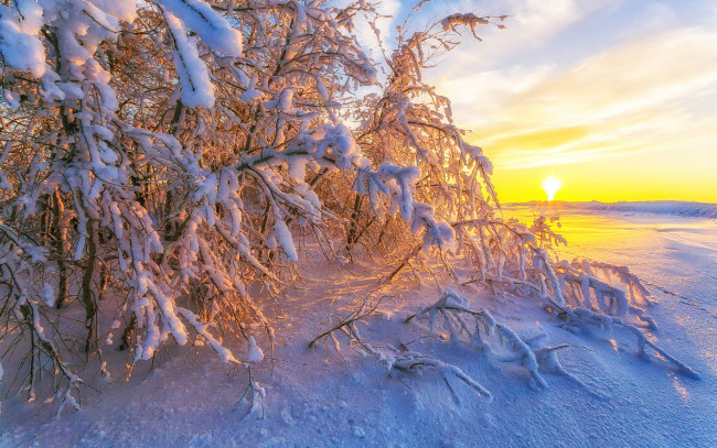 Обои картинки фото природа, восходы, закаты, после, снегопада, деревья, ветки, солнце, сагайдак, павел