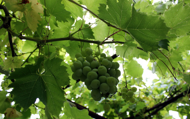 Обои картинки фото природа, Ягоды,  виноград, виноград, гроздь, зеленый
