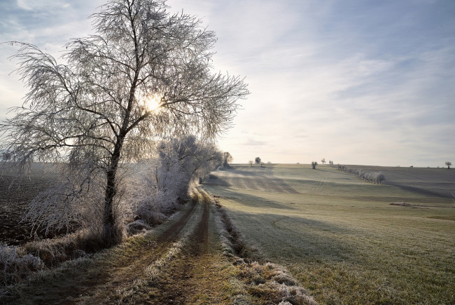 Обои картинки фото природа, дороги, деревья, поле, утро, иней, зима