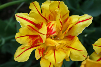 Картинка цветы тюльпаны пестрый тюльпан макро