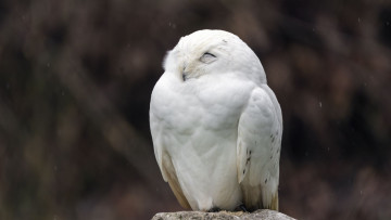 Картинка белая+сова животные совы белая сова птица фауна поза дикая природа