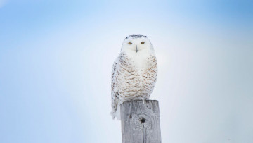 Картинка снежная+сова животные совы сова птица фауна дикая природа
