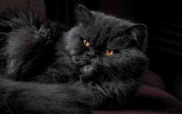 Картинка черный+кот животные коты кот животное фауна взгляд ф