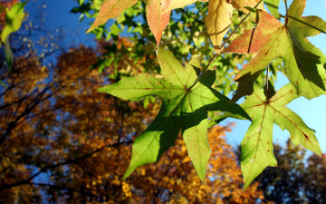 Картинка природа листья деревья ветки осень