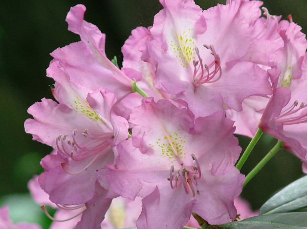 Обои картинки фото цветы, рододендроны , азалии, розовый, рододендрон, макро