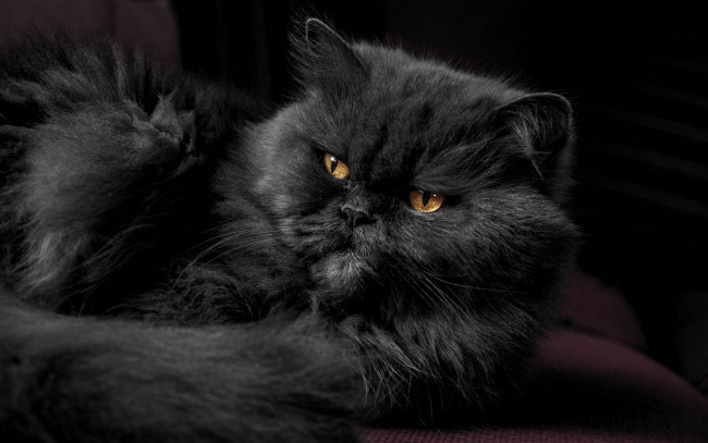 Обои картинки фото черный кот, животные, коты, кот, животное, фауна, взгляд, ф