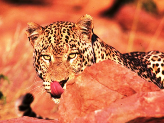Обои картинки фото животные, леопарды, морда, камень, облизывается, леопард