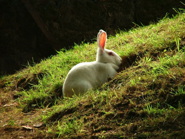 Обои картинки фото животные, кролики, зайцы