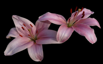 Картинка цветы лилии лилейники тёмный сиреневый