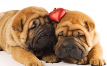Картинка животные собаки сердечко шарпеи