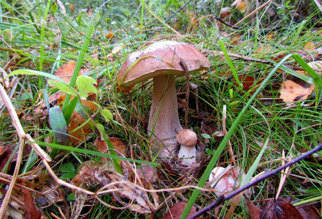 Обои картинки фото природа, грибы, большой, маленький, белый, гриб, боровик, трава
