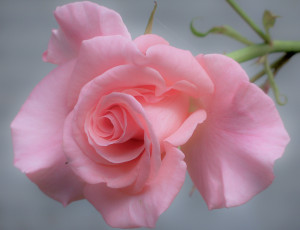 Картинка цветы розы макро нежность лепестки
