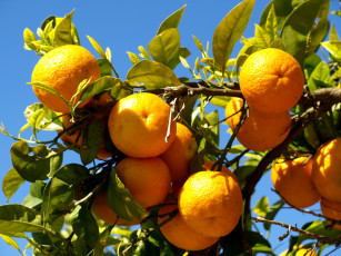 обоя природа, плоды, апельсины