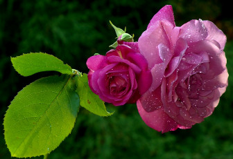 Картинка цветы розы лепестки листья капли роса