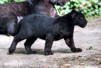 Картинка животные пантеры черный малыш
