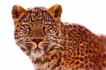 Картинка животные леопарды портрет