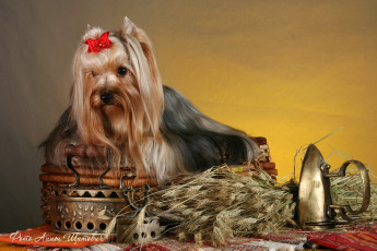 Картинка животные собаки йоркширский терьер