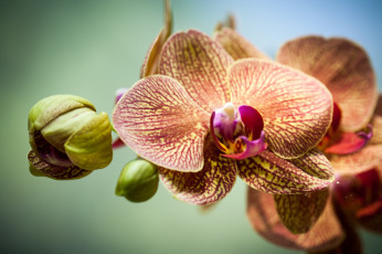 Картинка цветы орхидеи оранжевый