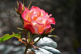 Картинка цветы розы пестрый бутоны