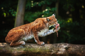 Картинка животные рыси обед добыча кошка