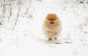 Картинка животные собаки забавный снег шпиц