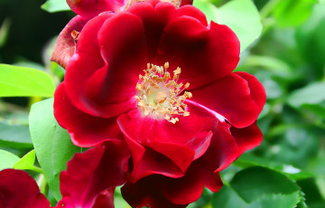 Картинка цветы розы яркий красный