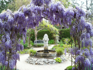 Картинка цветы глициния парк фонтан