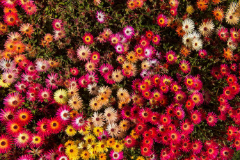 Картинка цветы аизовые ливингстон ромашки мезембриантемум