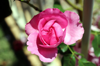 Картинка цветы розы бутон розовый лепестки